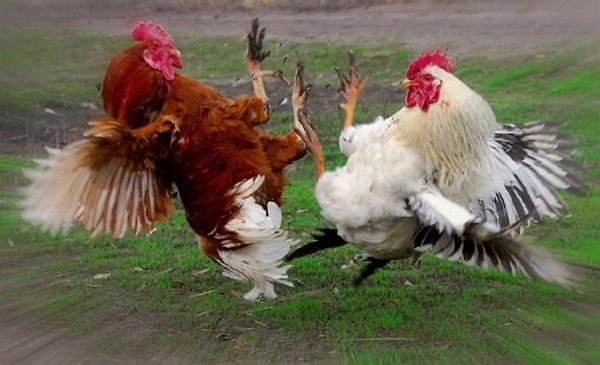 Спросил меня ты