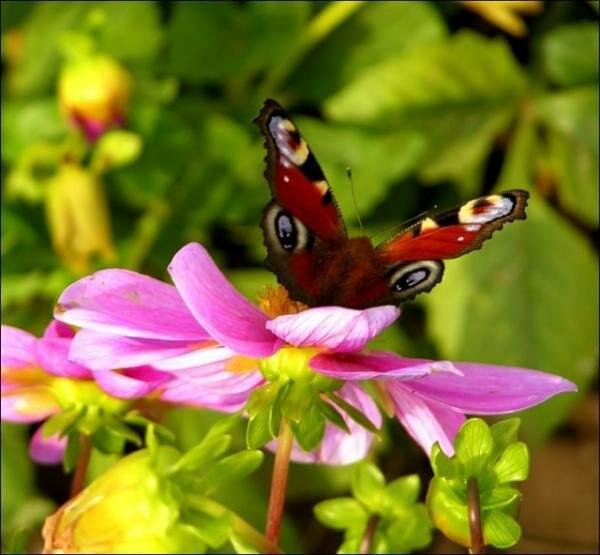 Кошка жмурится от солнца...   