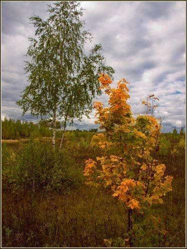 Клён с берёзою