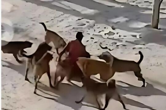 Собачье дело