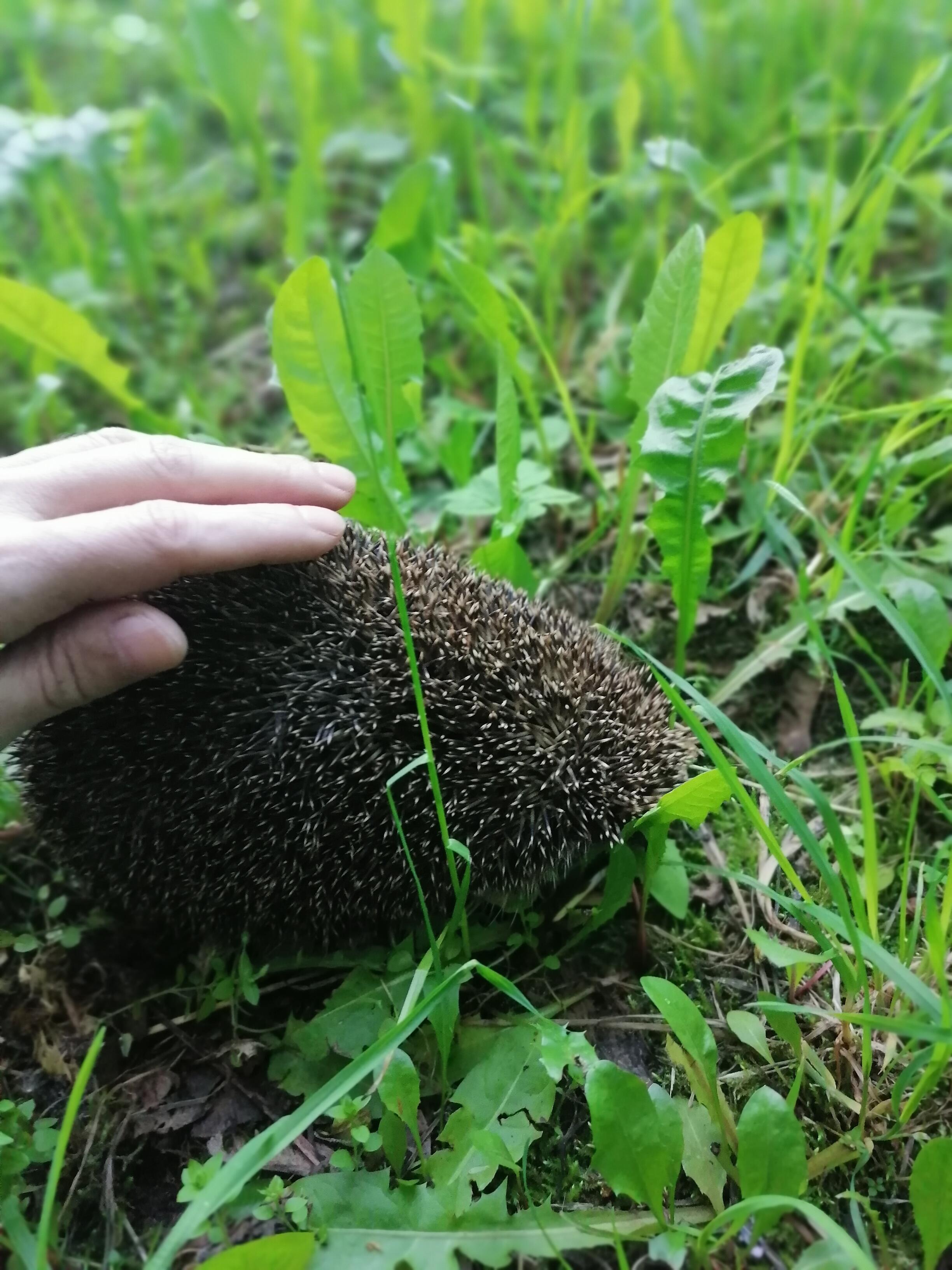 Очень дикий ёжик 