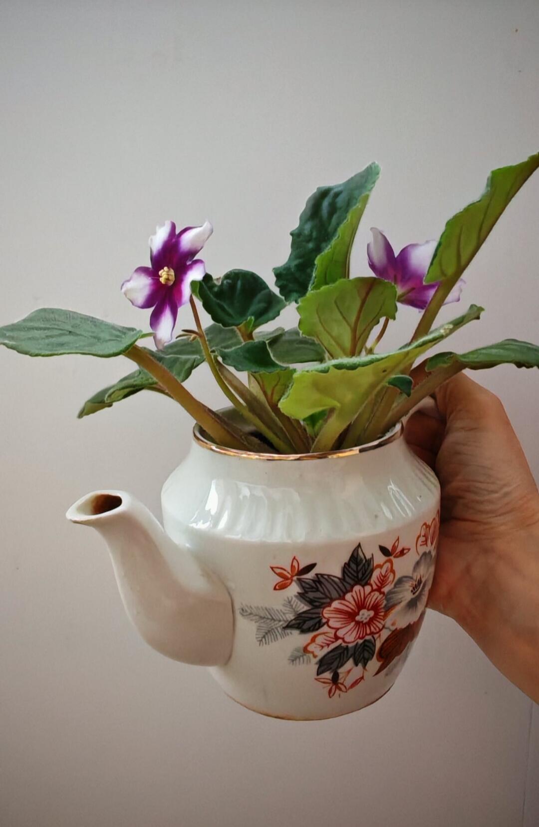 Чай с фиалкой. АБ.