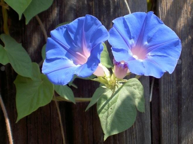 Поиски детства