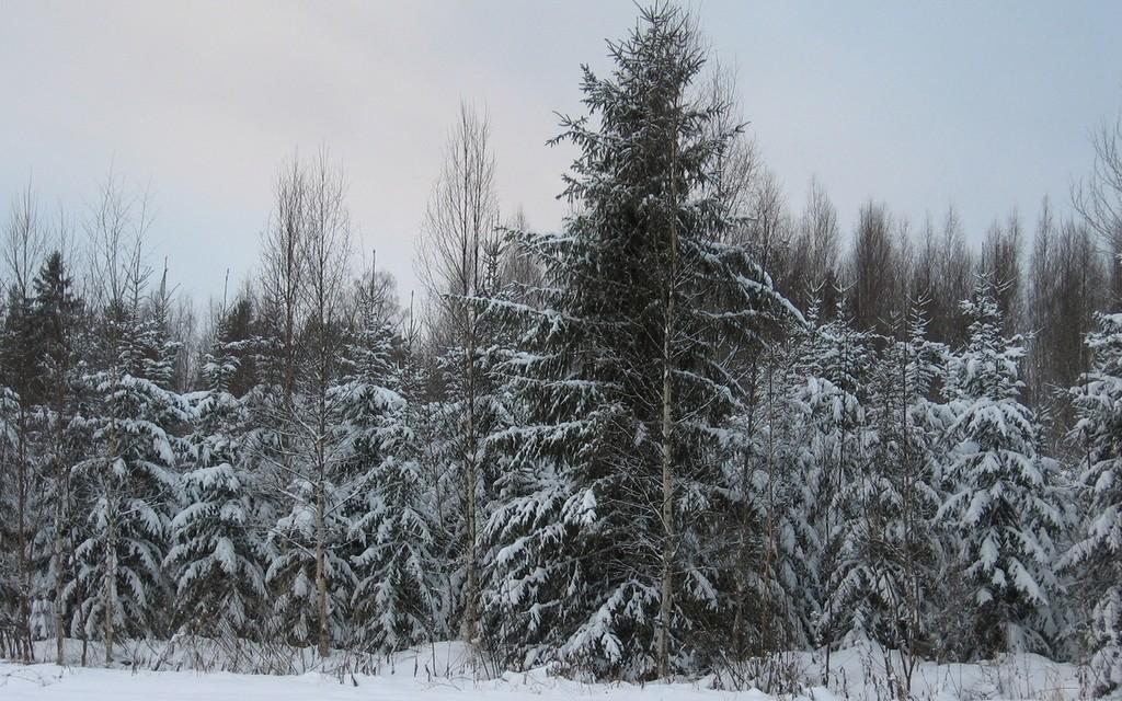 Зеленых елей вереницы.