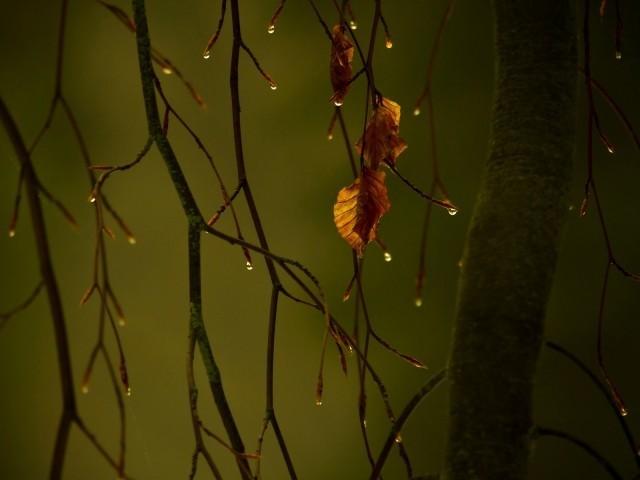 Осень, скажи мне....