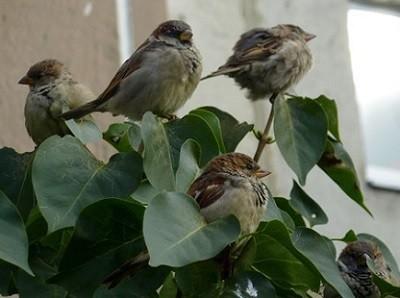 Дурман природы