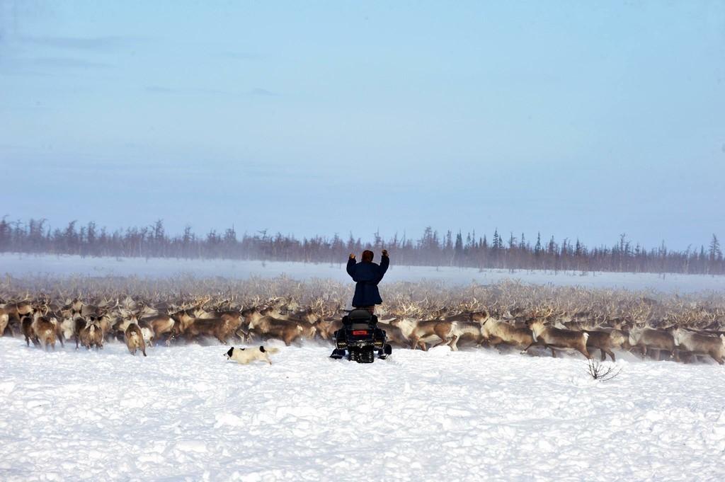Дирижёр оленьего стада