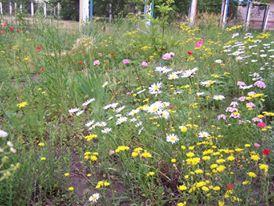 Дальше  жить