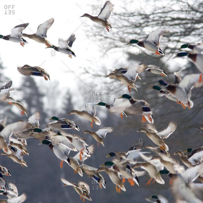 Вернулась уток диких стая…