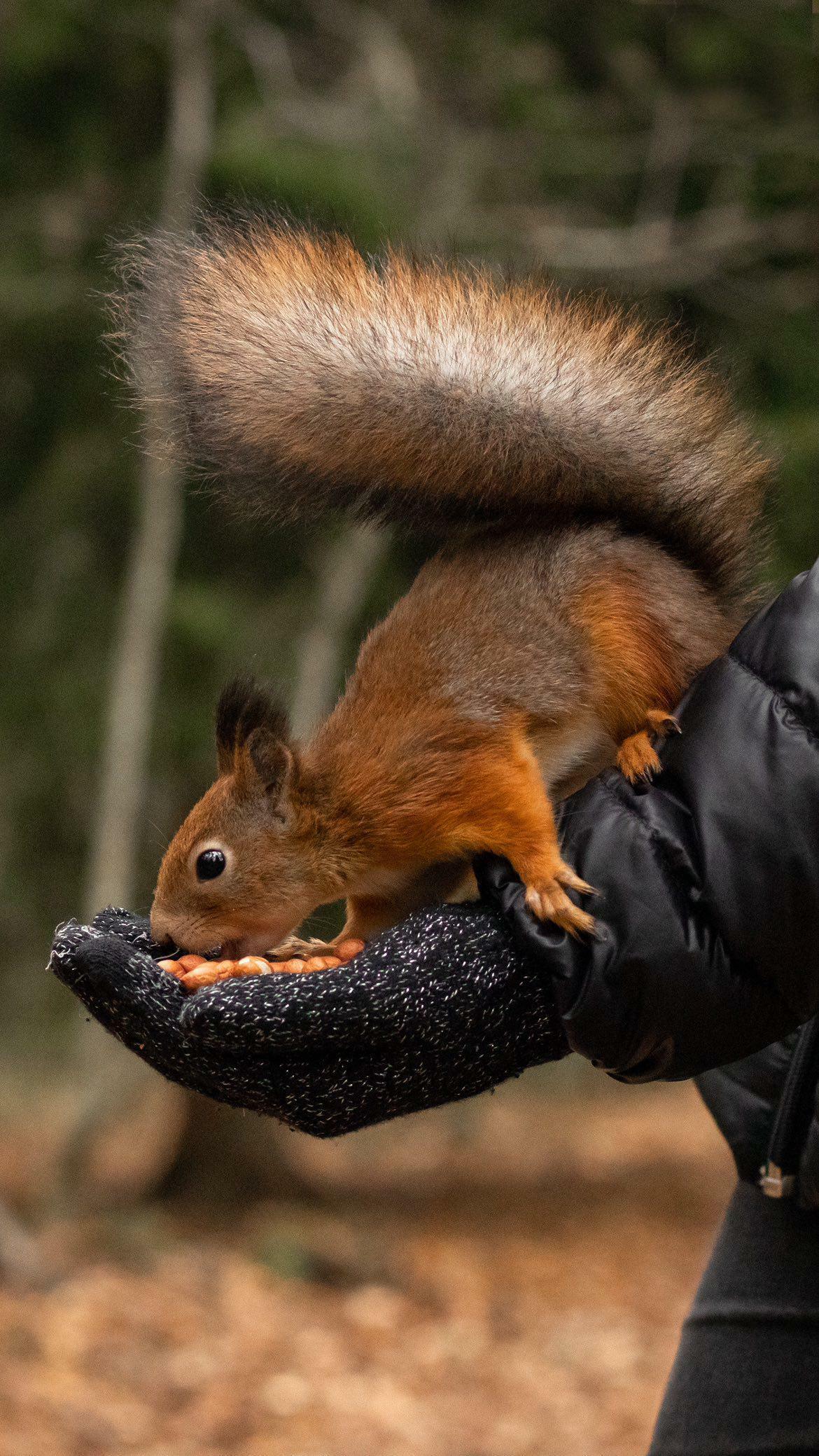 Кто как готовится к зиме