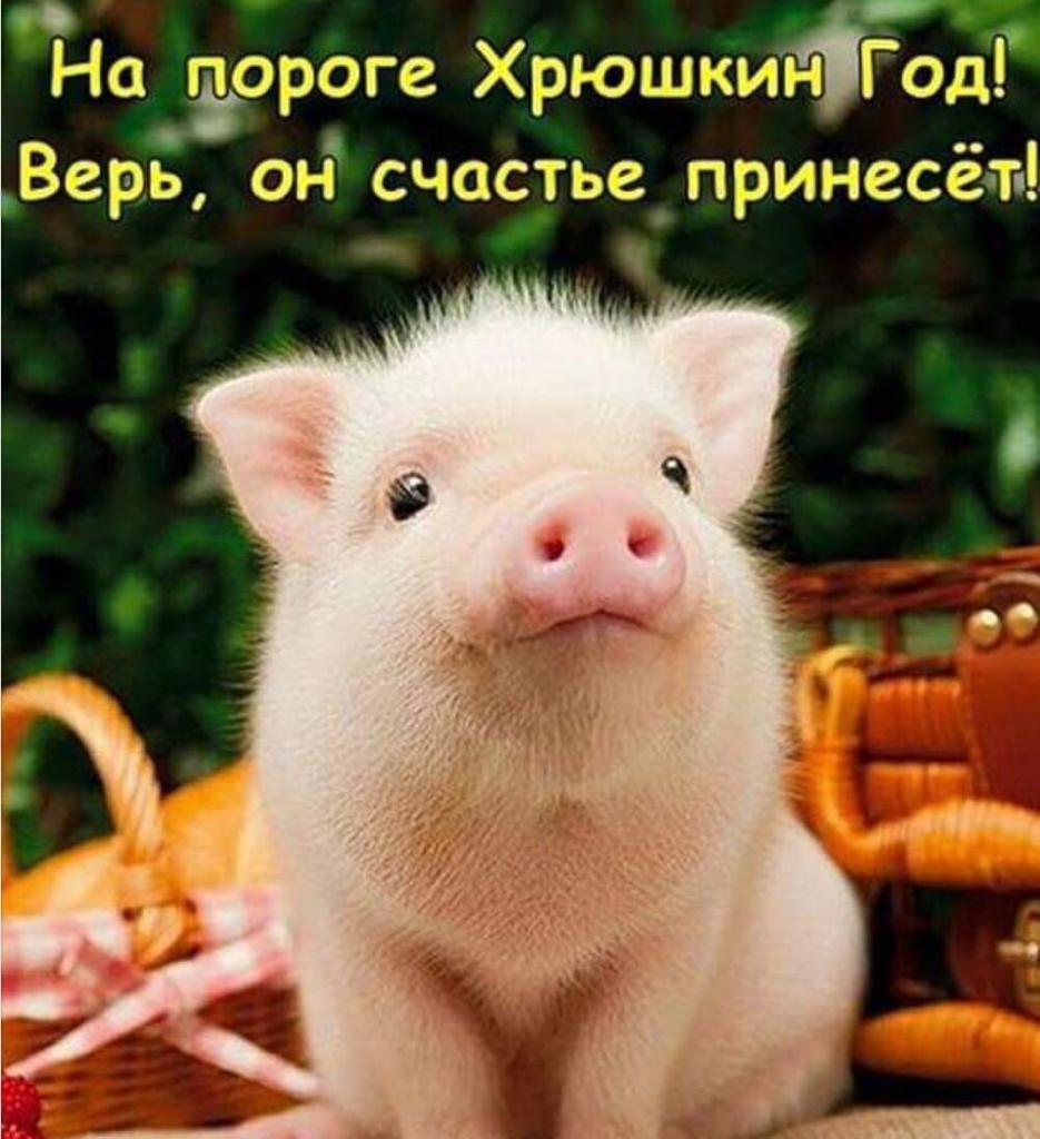 Хрюшка свинюшка