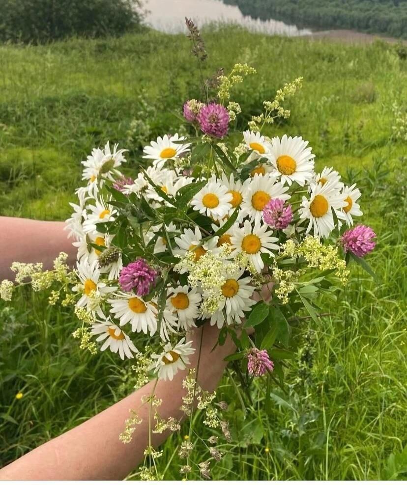 Советы цветов