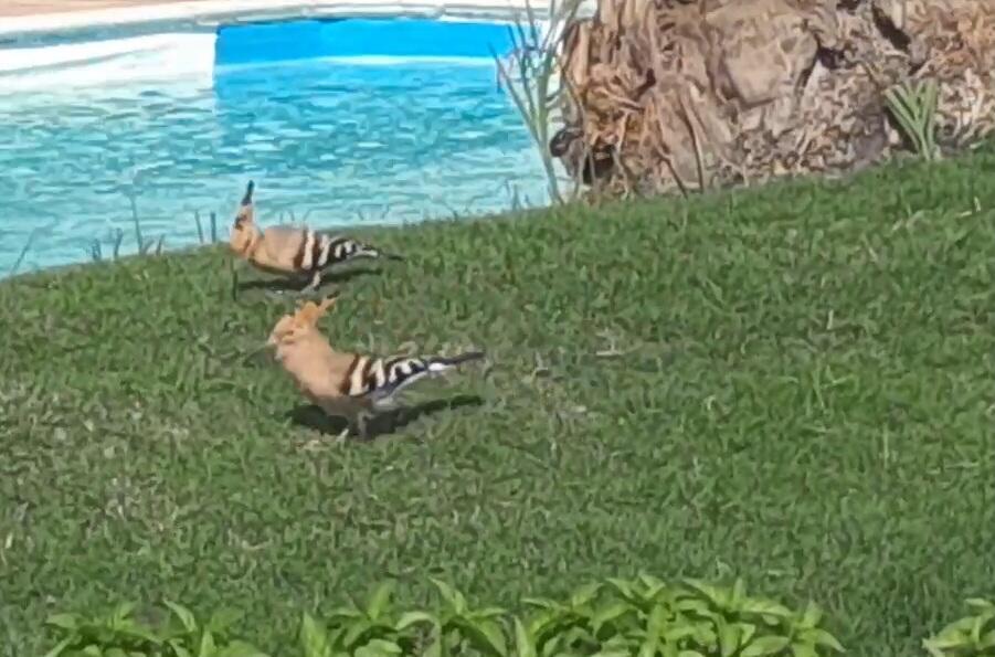 ШУТЛИВЫЙ ВЕТЕР