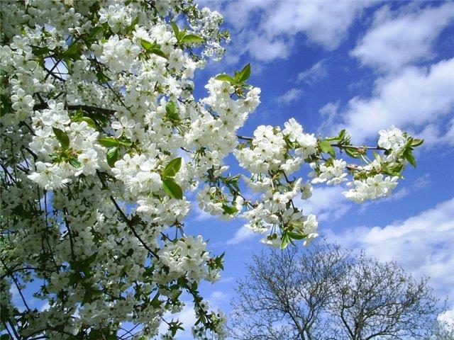 Майское настроение