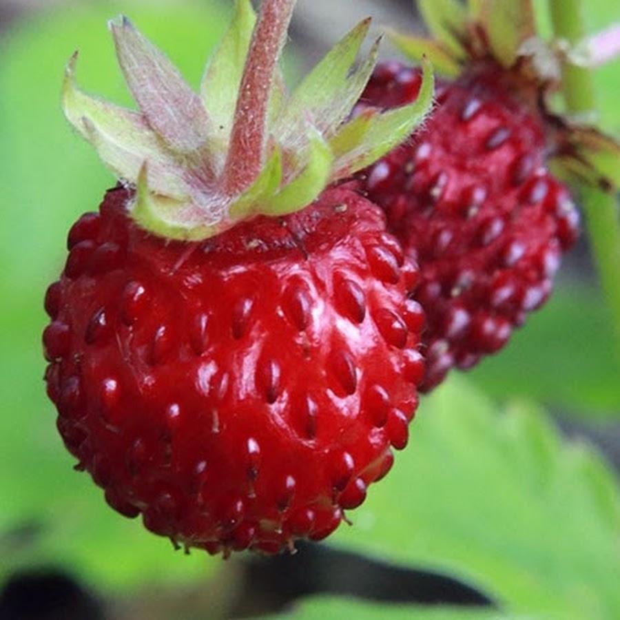 ЗЕМЛЯНИКА НА ГРЯДКЕ