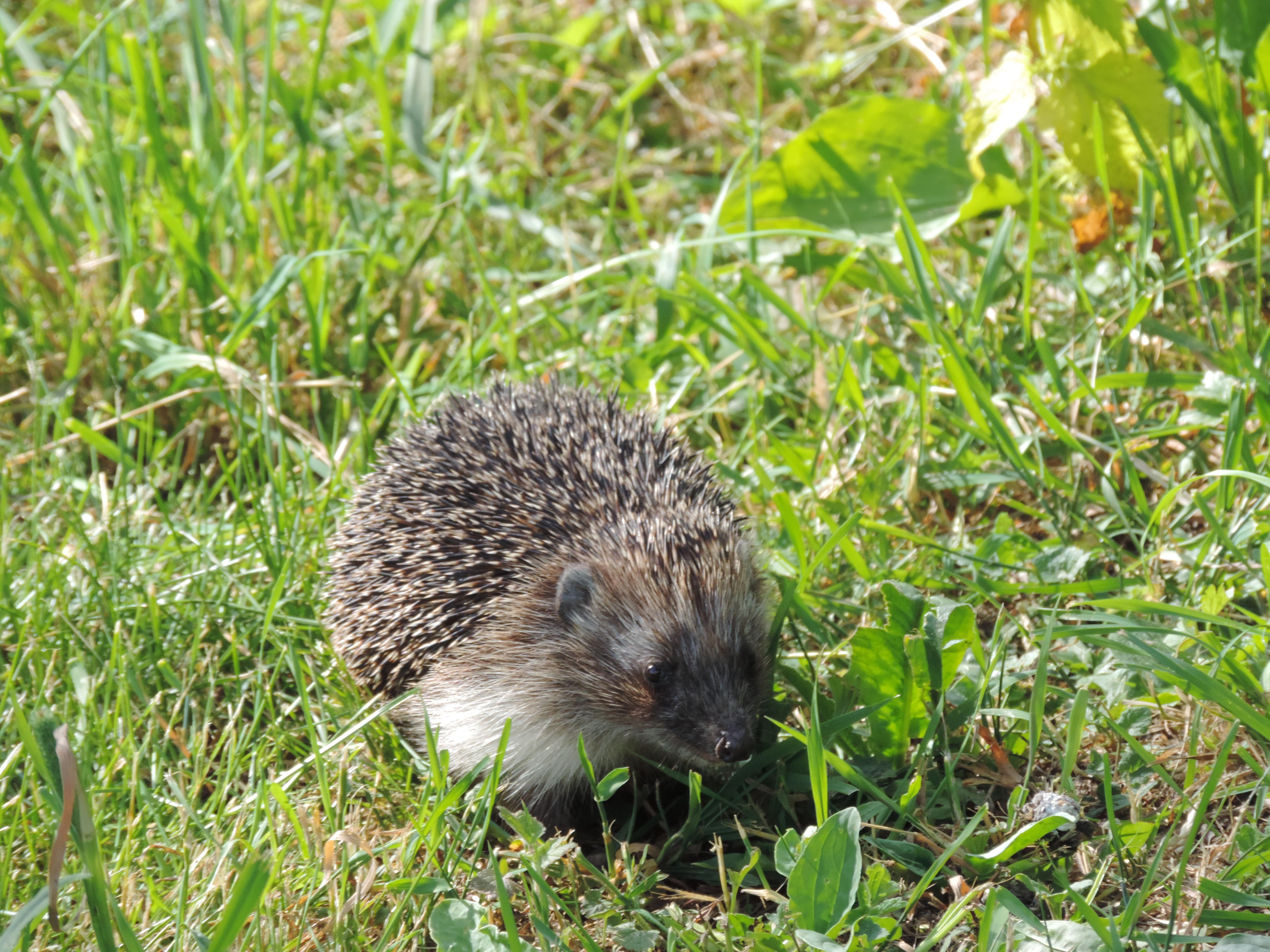 И он пришёл, Ваш День рожденья.