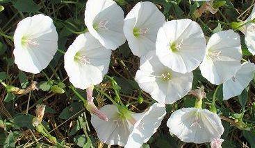 Лета приметы