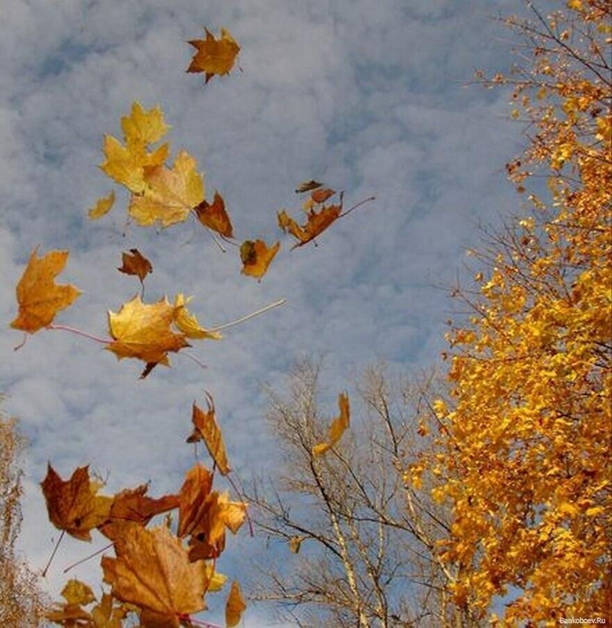 Песня "Листья" 