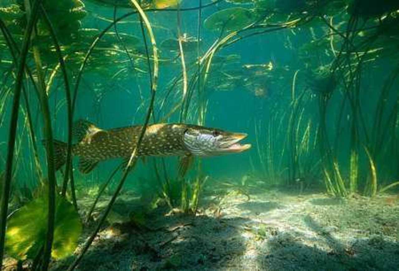 СИДЕЛ СМЕШНОЙ РЫБАК НА БЕРЕГУ   