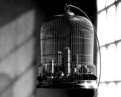 Птичьи мечты