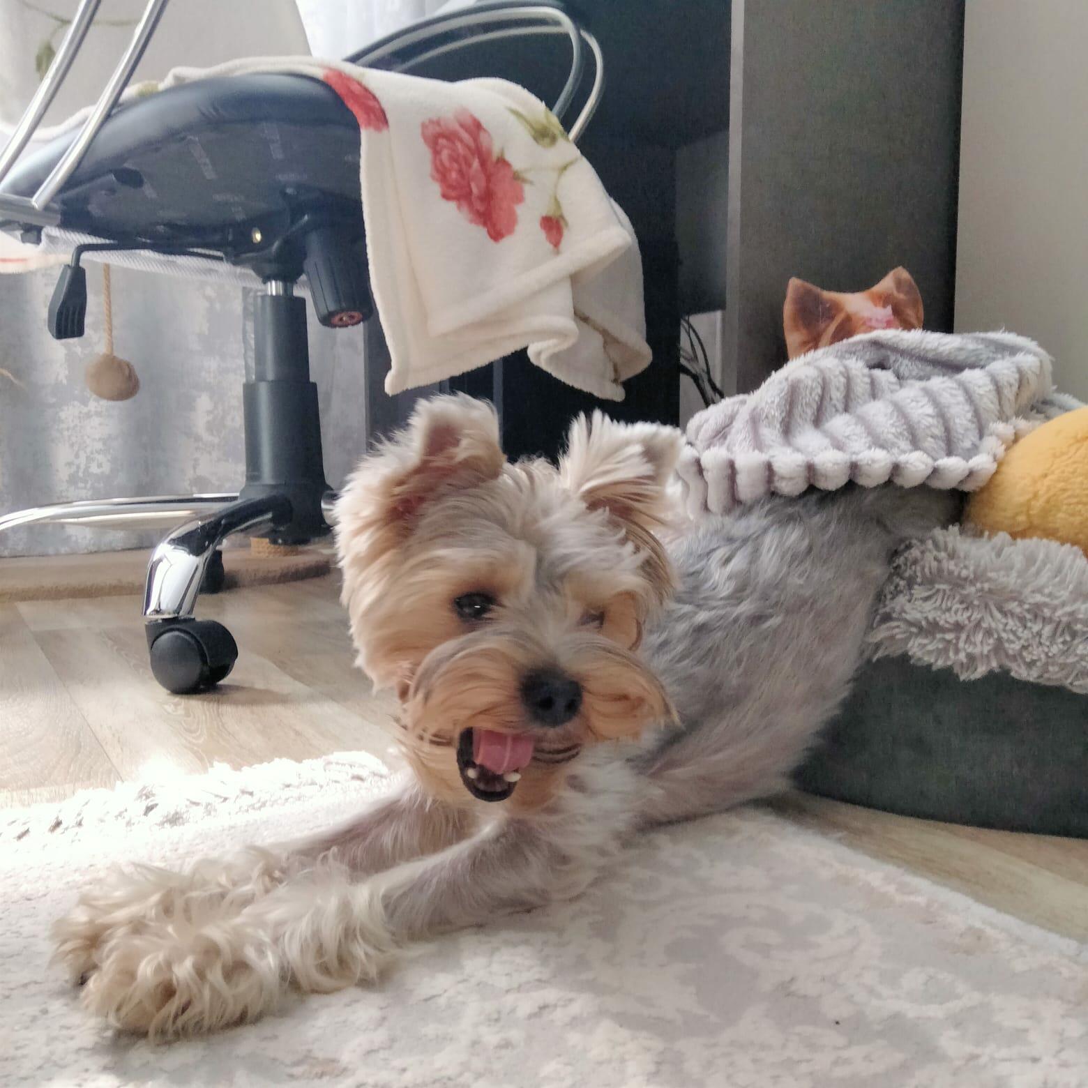 Йоркширский жиган