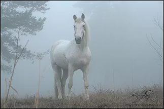 Лошадь белая