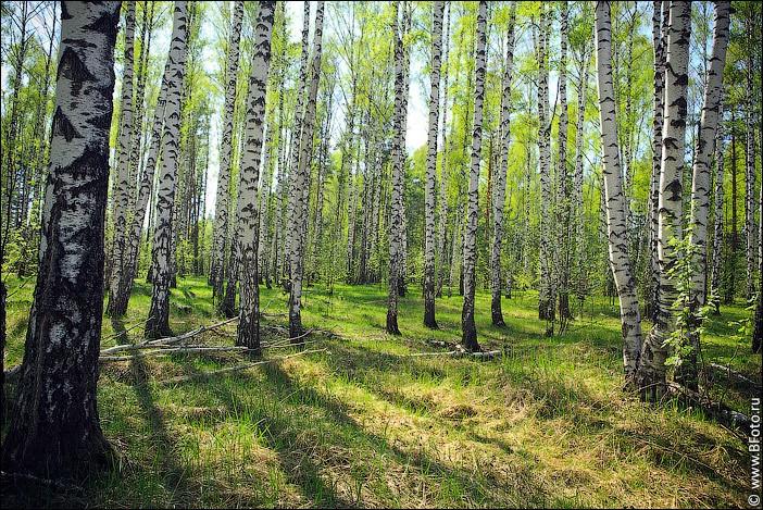 Люблю весенний лепет рощи