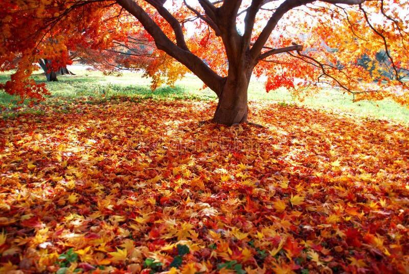 СНЕГ ЕЩЁ НЕ КРУЖИТ