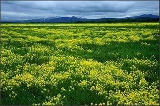 Мать-Земля,услышь меня...