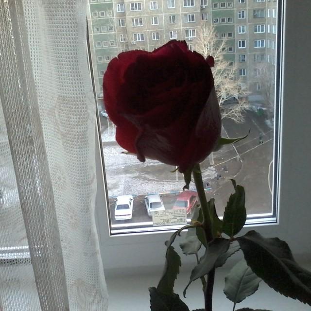 Цветок на окне
