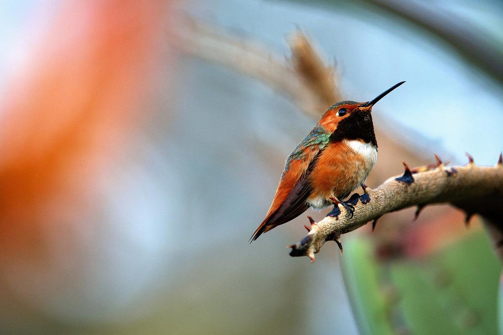 ПОВЕДАЛА  ПРИТЧА....