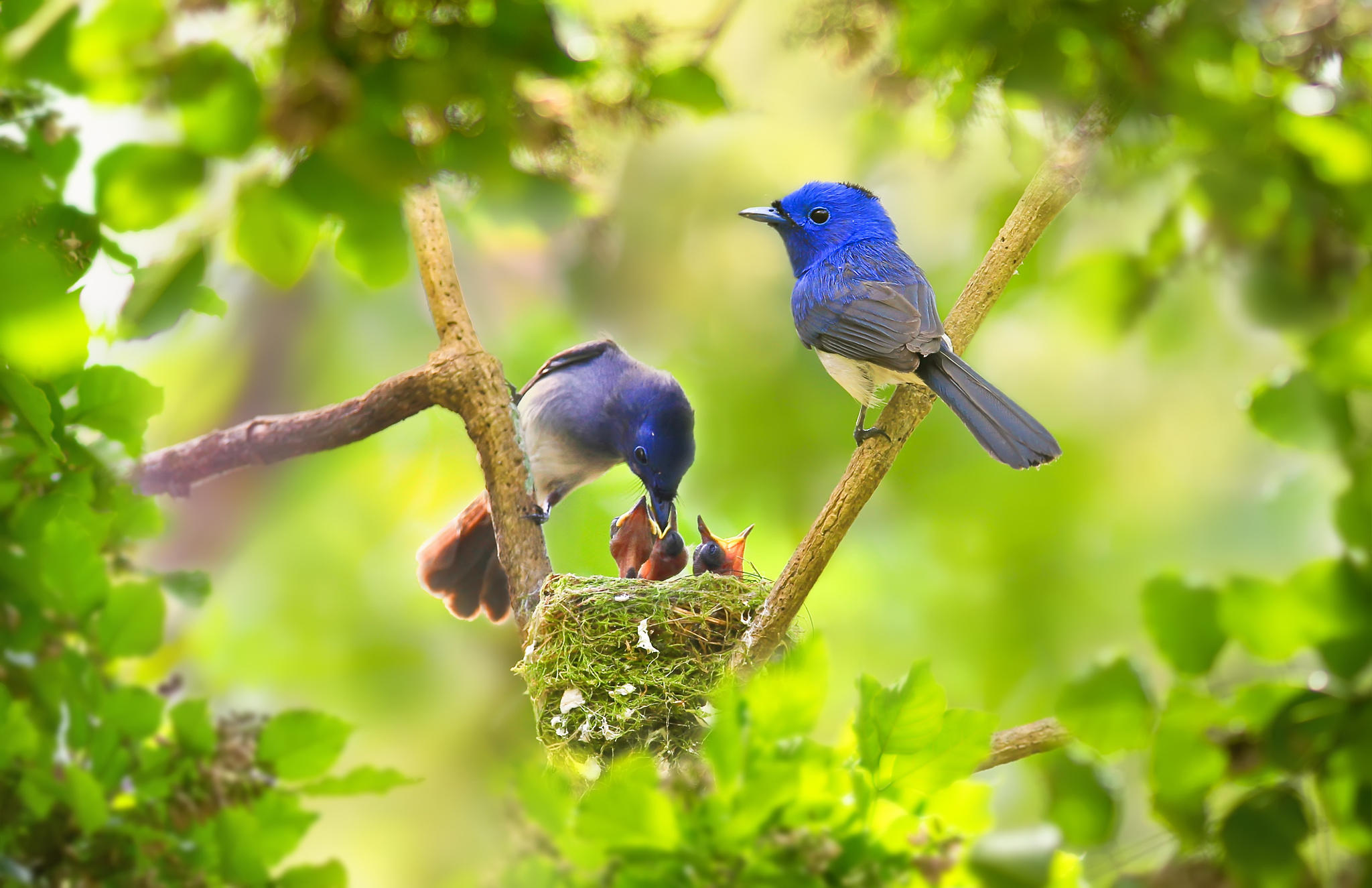 Синяя птичка на гнезде без смс