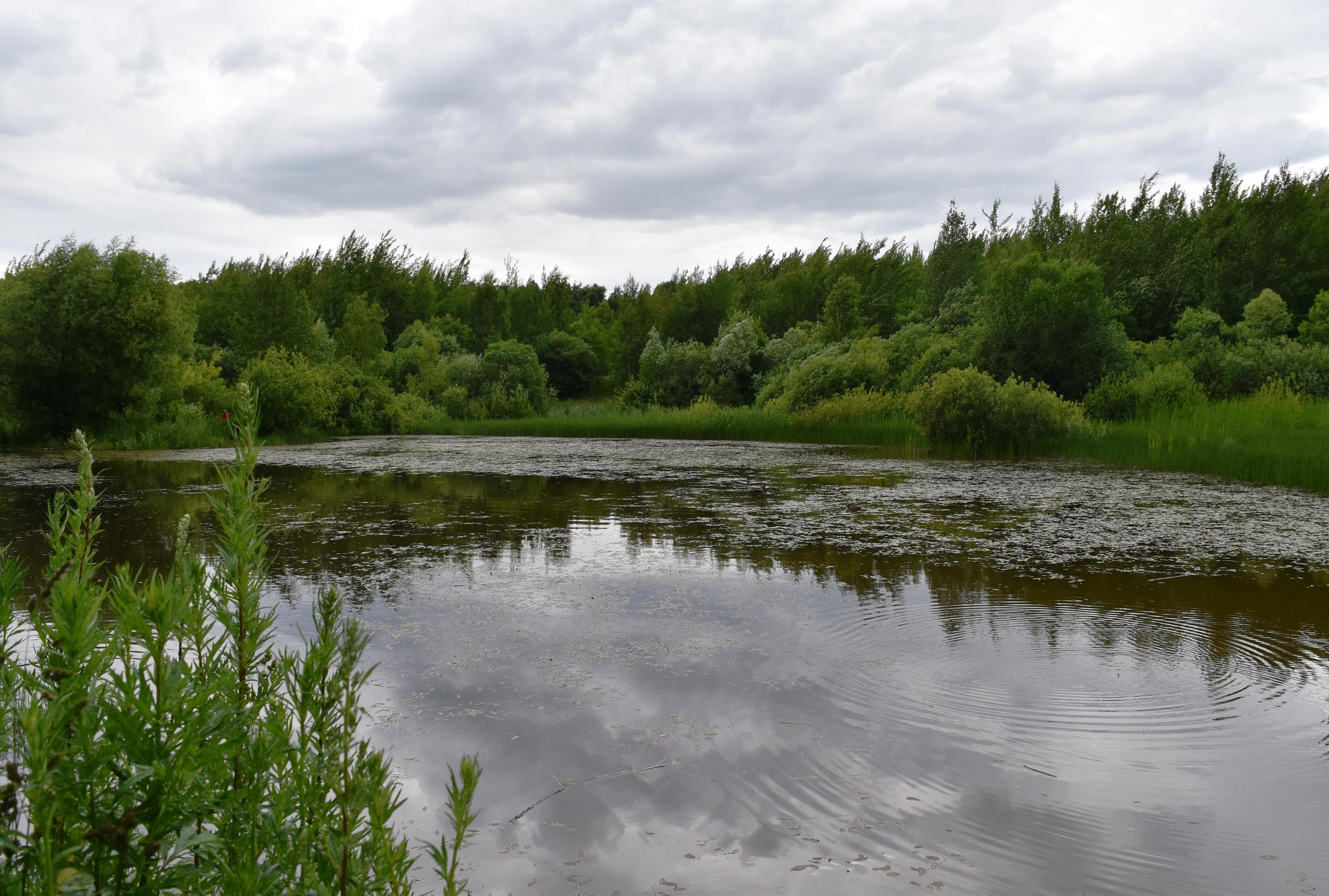 Лесные  песенки