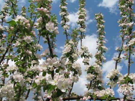 Весеннее сумасшествие