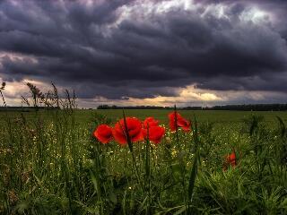 НЕБЕСА НАПОЛНЕНЫ ДОЖДЁМ