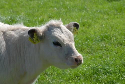 Телёнок(из цикла Животные)