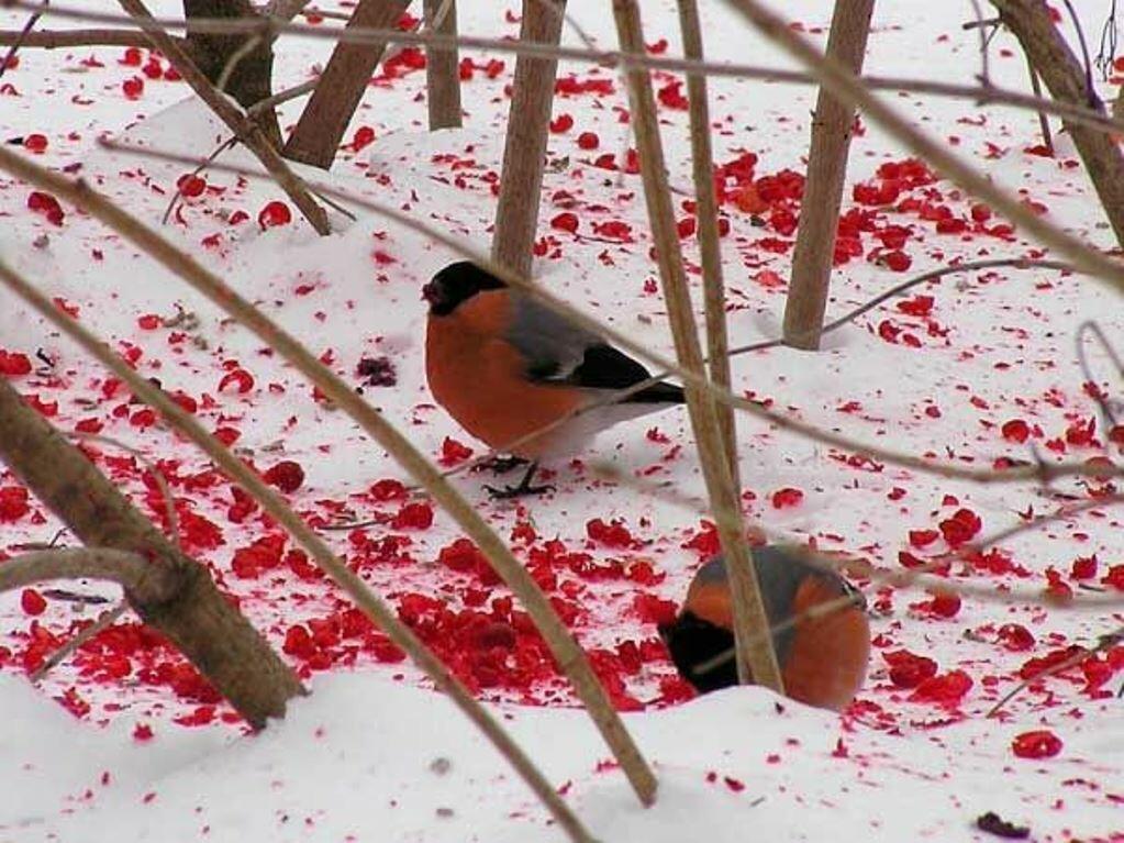 Зима, безмолвие