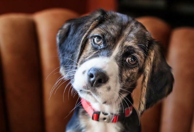 Собачье сердце