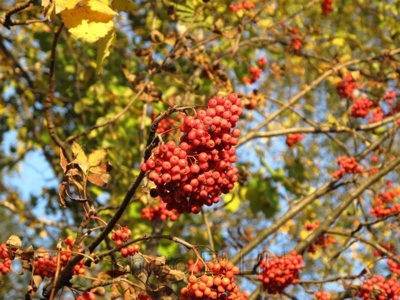 ВСЁ ВАМ НЕСУ.