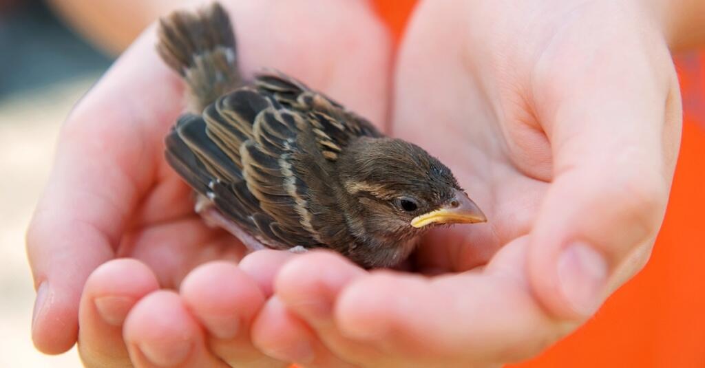 1 АПРЕЛЯ - Международный день птиц