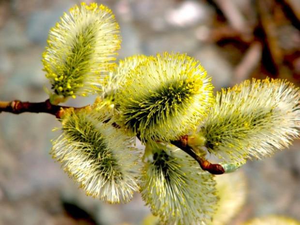 Весна приходит, словно первая любовь...