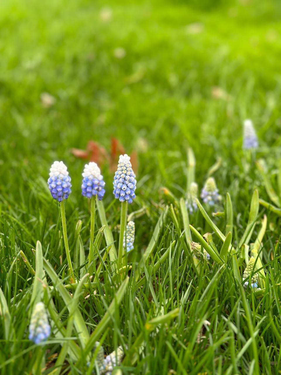 8 Марта (Маня 41) 