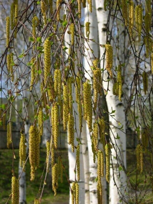 С нами весна