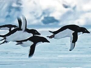 20 января. Всемирный День осведомлённости о пингвинах (Вэшки в календаре)