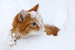 Кошка и снег