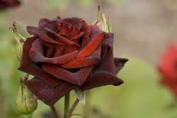 Бутон обуглившейся розы ...