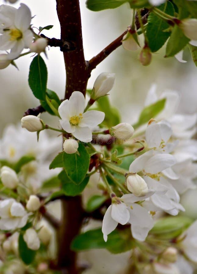 Я СНОВА И С ВЕСНОЙ НА ТЫ... АБЕЦЕДАРИЙ