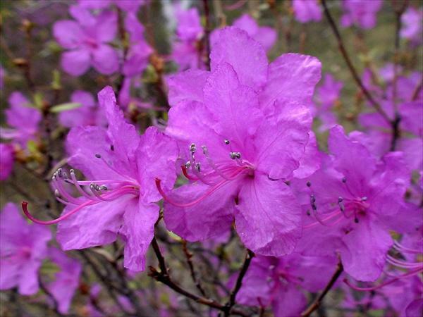 В лилово-малиновом. Эхо из детства