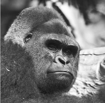 Иди погуляй...