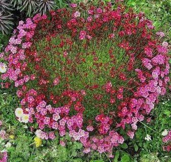 Любовь с запахом тимьяна